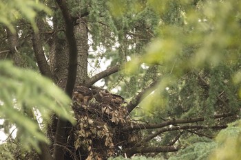 オオタカ 場所が不明 2021年6月18日(金)