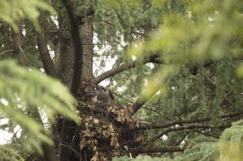 オオタカ 場所が不明 2021年6月18日(金)