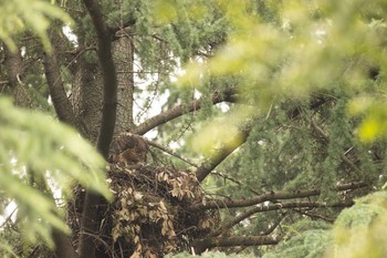 オオタカ 場所が不明 2021年6月18日(金)