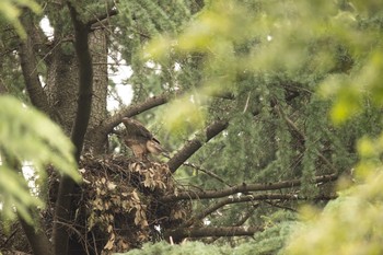 オオタカ 場所が不明 2021年6月18日(金)