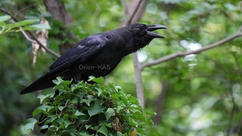 ハシボソガラス 近くの公園 2021年6月18日(金)