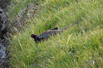 Green Pheasant 奈良県橿原市 Sun, 3/19/2017