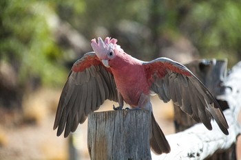 モモイロインコ Yulara 2019年2月17日(日)