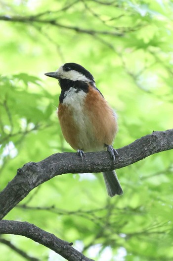 Varied Tit 相楽園 Sat, 5/15/2021