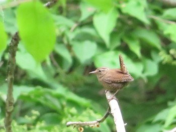 2021年6月19日(土) 釧路町・白糠町の野鳥観察記録