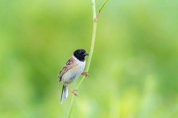 Ochre-rumped Bunting 阿蘇高原 Sat, 7/7/2012