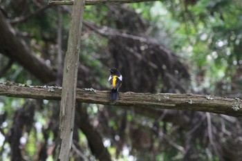 2021年6月5日(土) 松阪ちとせの森の野鳥観察記録