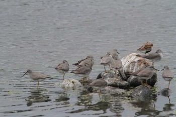 Sat, 5/15/2021 Birding report at Gonushi Coast