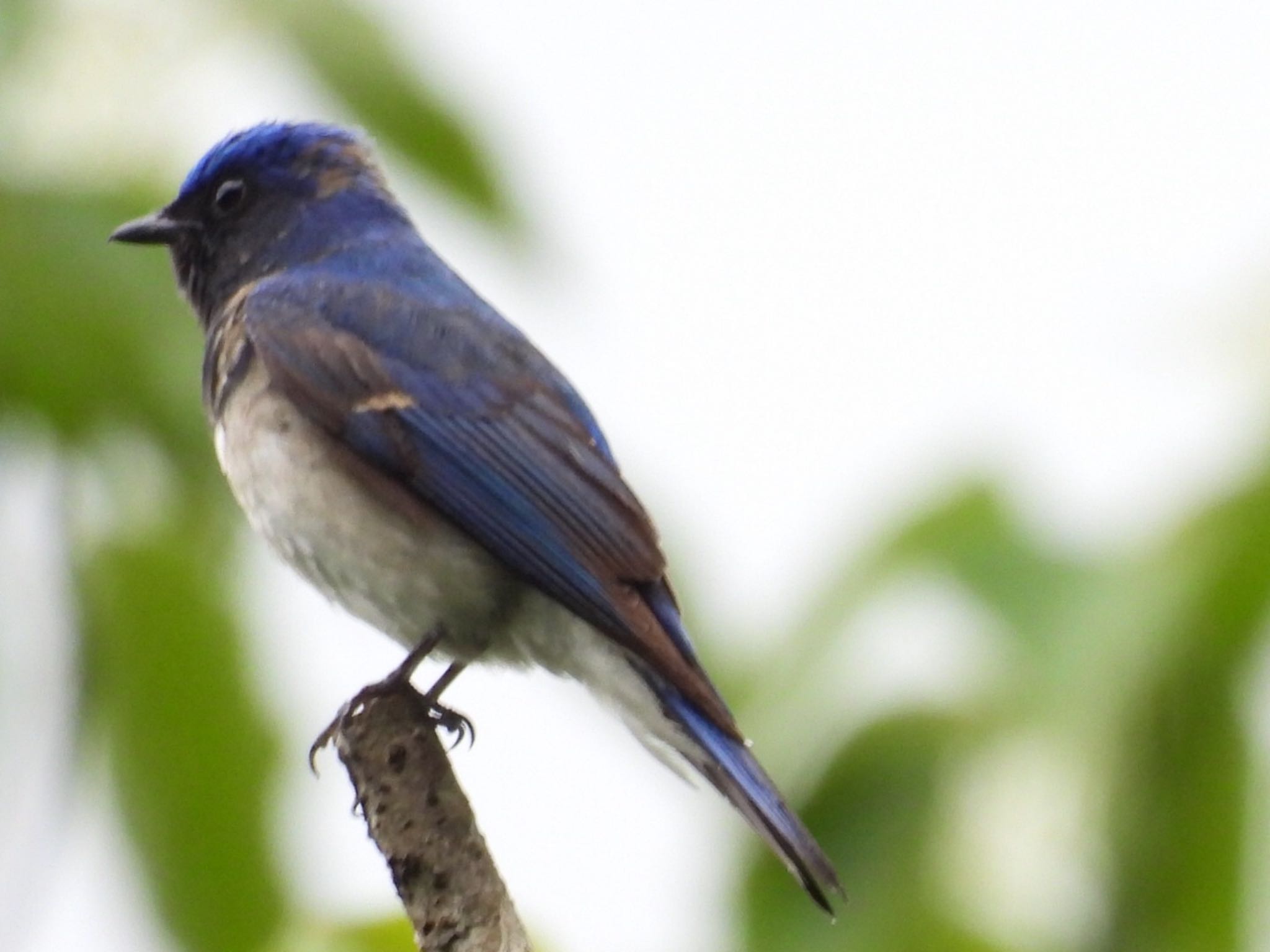 Photo of Blue-and-white Flycatcher at 片品 by toritaro