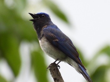 2021年6月18日(金) 片品の野鳥観察記録