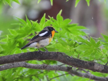 キビタキ 小岩井農場付近 2021年6月13日(日)