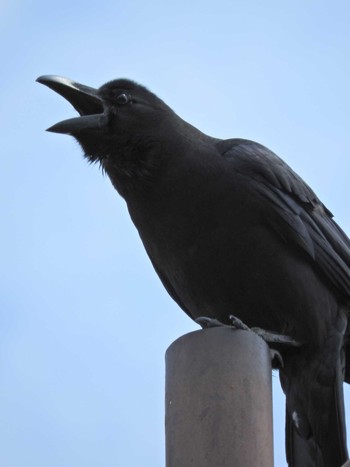 Large-billed Crow 東京都調布市 Fri, 6/18/2021