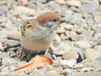 Eurasian Tree Sparrow 鳩森八幡神社 Fri, 6/18/2021