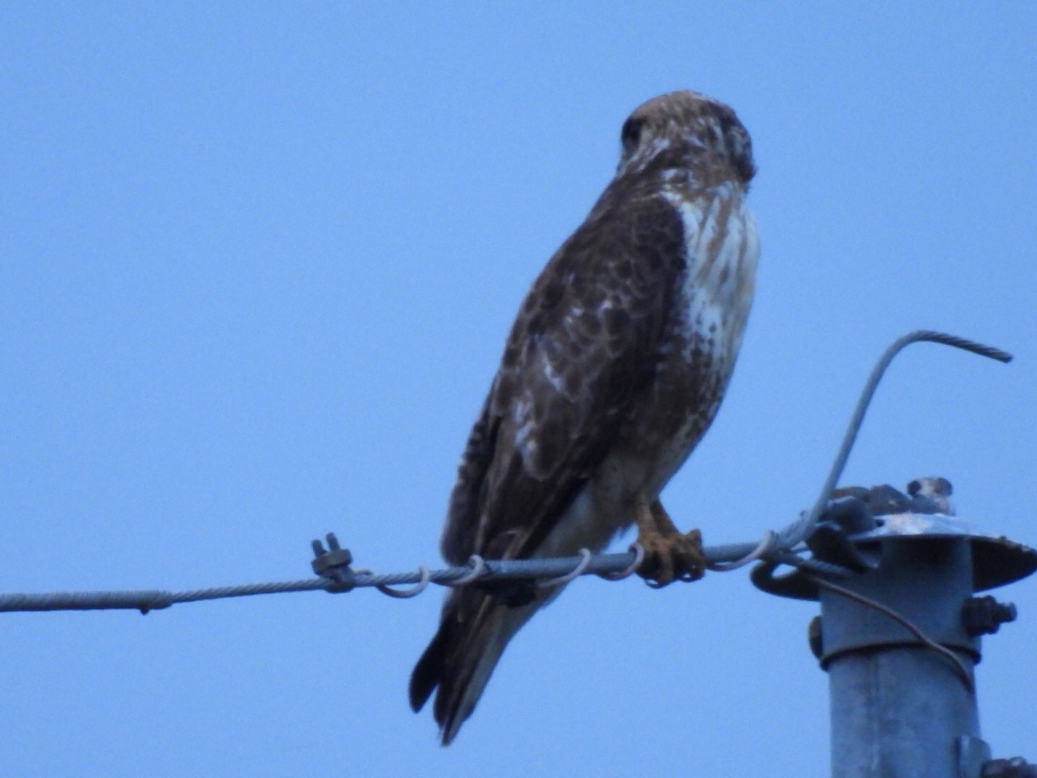 Photo of Eastern Buzzard at 那須町 by toritaro