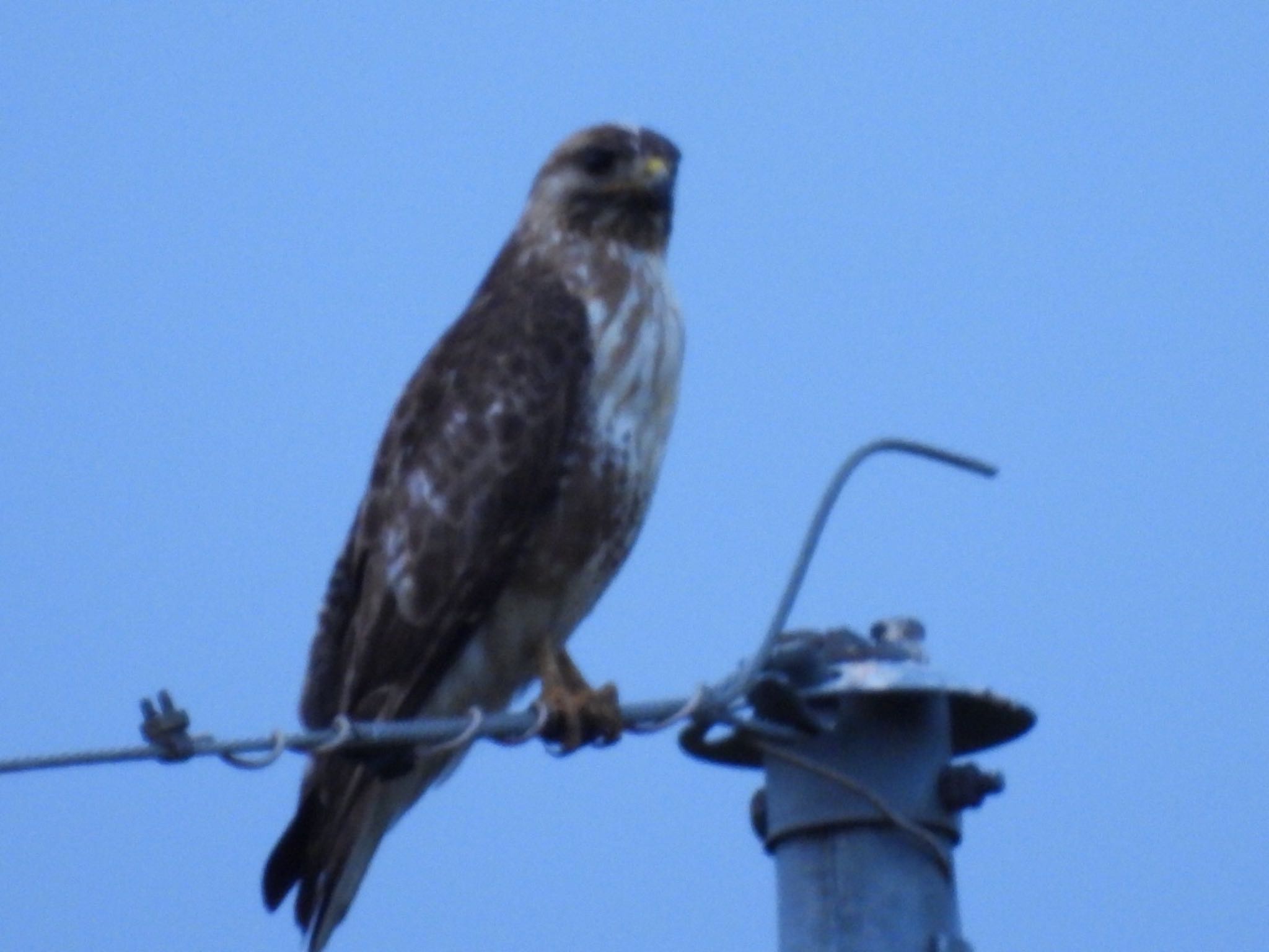 Photo of Eastern Buzzard at 那須町 by toritaro