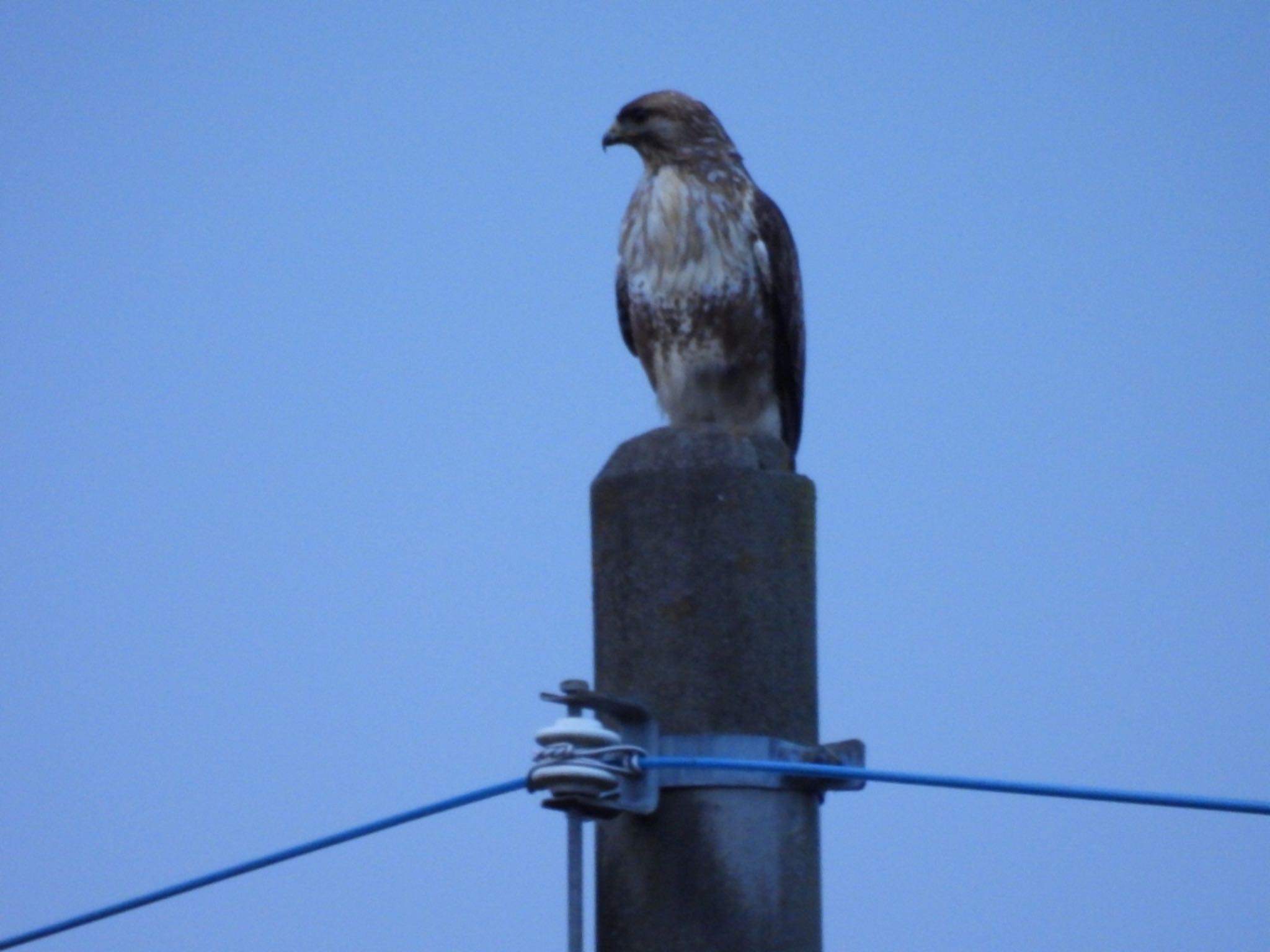 Photo of Eastern Buzzard at 那須町 by toritaro