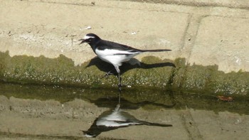 Japanese Wagtail 埼玉県入間郡越生町 Mon, 3/20/2017