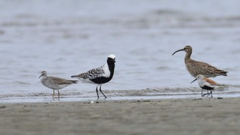 ダイゼン ふなばし三番瀬海浜公園 2021年5月12日(水)