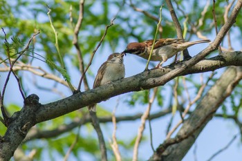 Eurasian Tree Sparrow 都内市街地 Fri, 6/18/2021
