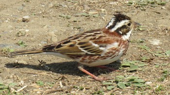 Rustic Bunting Asaba Biotope Mon, 3/20/2017