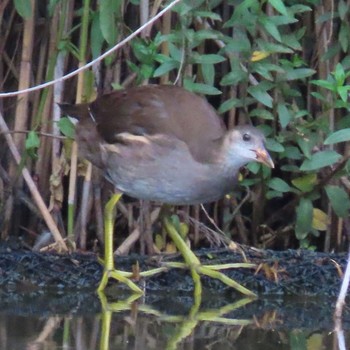 Fri, 6/18/2021 Birding report at 菊名池公園(神奈川県横浜市)