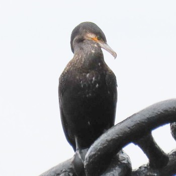 Fri, 6/18/2021 Birding report at 山下公園