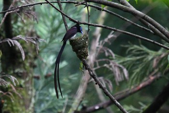 サンコウチョウ 場所が不明 2017年6月17日(土)