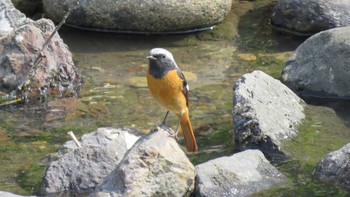 Daurian Redstart Asaba Biotope Mon, 3/20/2017