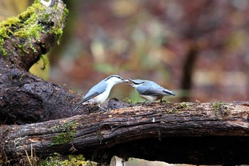 ゴジュウカラ 柳沢峠 2019年4月27日(土)