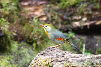 ソウシチョウ 柳沢峠 2018年5月18日(金)