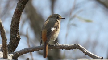 Daurian Redstart Asaba Biotope Mon, 3/20/2017