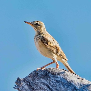 Richard's Pipit Bang Phra Non-Hunting area Sat, 6/19/2021