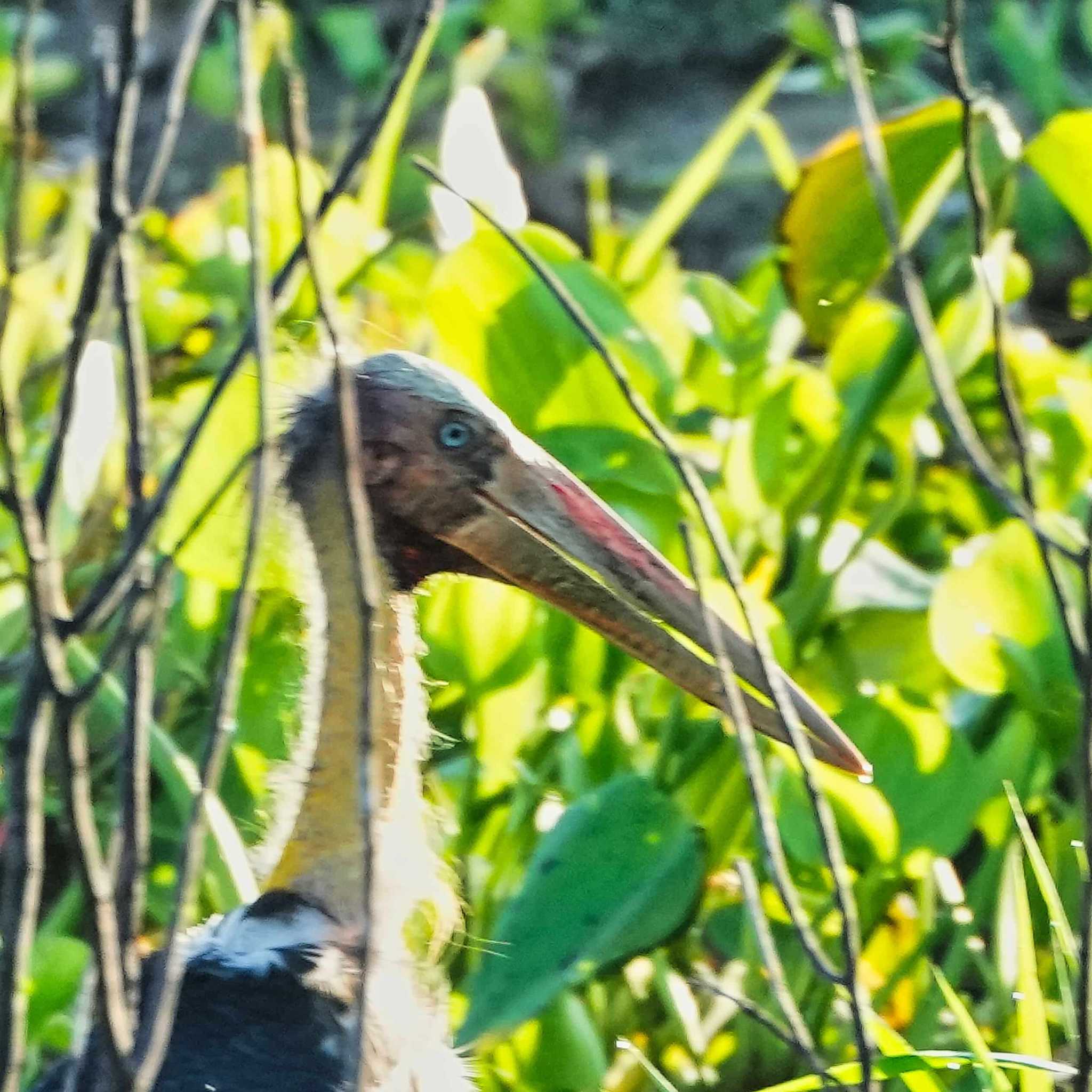 Bang Phra Non-Hunting area コハゲコウの写真 by span265