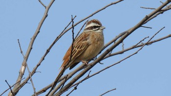 Meadow Bunting Asaba Biotope Mon, 3/20/2017