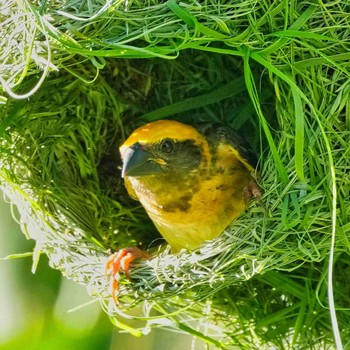 2021年6月19日(土) Bang Phra Non-Hunting areaの野鳥観察記録