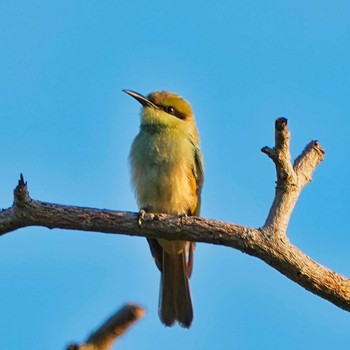 Chestnut-headed Bee-eater Bang Phra Non-Hunting area Sat, 6/19/2021