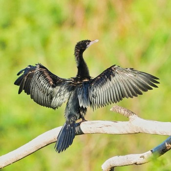 Little Cormorant Bang Phra Non-Hunting area Sat, 6/19/2021