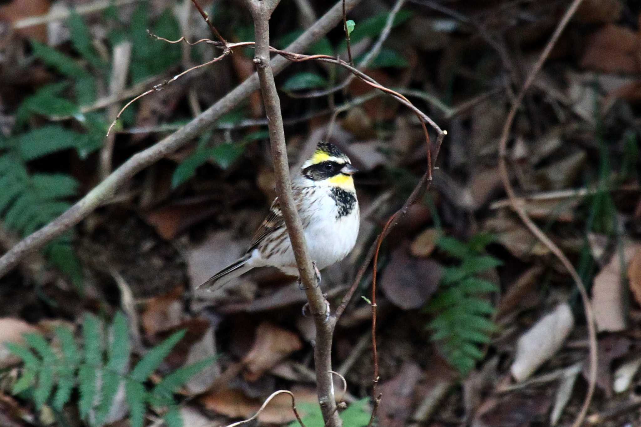  ミヤマホオジロの写真 by ピースケ