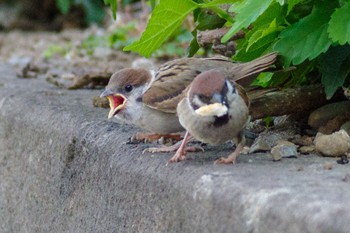 Eurasian Tree Sparrow 都内市街地 Fri, 6/18/2021