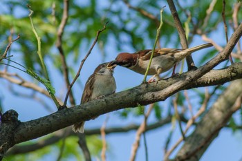 Eurasian Tree Sparrow 都内市街地 Fri, 6/18/2021