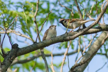 Eurasian Tree Sparrow 都内市街地 Fri, 6/18/2021