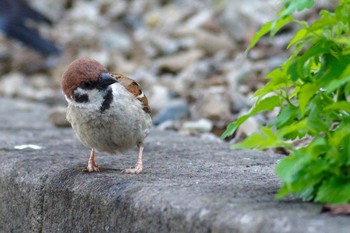 Eurasian Tree Sparrow 都内市街地 Fri, 6/18/2021