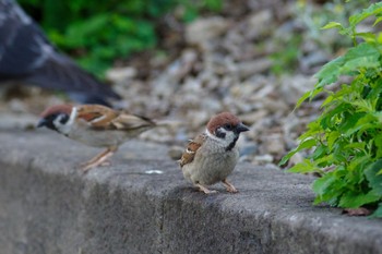 Eurasian Tree Sparrow 都内市街地 Fri, 6/18/2021