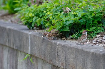 Eurasian Tree Sparrow 都内市街地 Fri, 6/18/2021