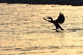 カワウ 多摩川 2021年5月3日(月)