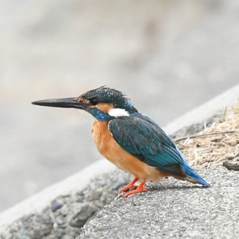 2021年6月13日(日) 笛吹川の野鳥観察記録