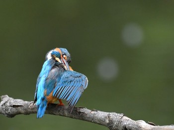 カワセミ 水元公園 2021年6月16日(水)