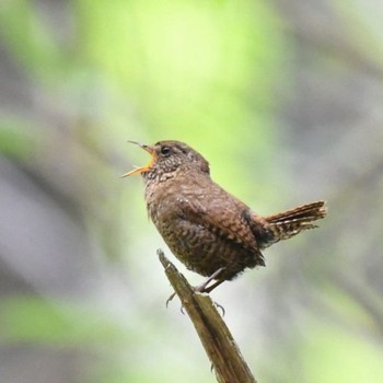 2021年6月12日(土) 柳沢峠の野鳥観察記録