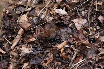 2017年3月20日(月) 早戸川林道の野鳥観察記録