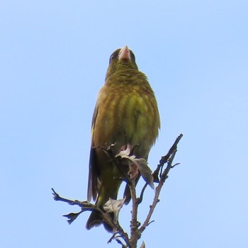 2021年6月5日(土) 源氏山公園(鎌倉市)の野鳥観察記録